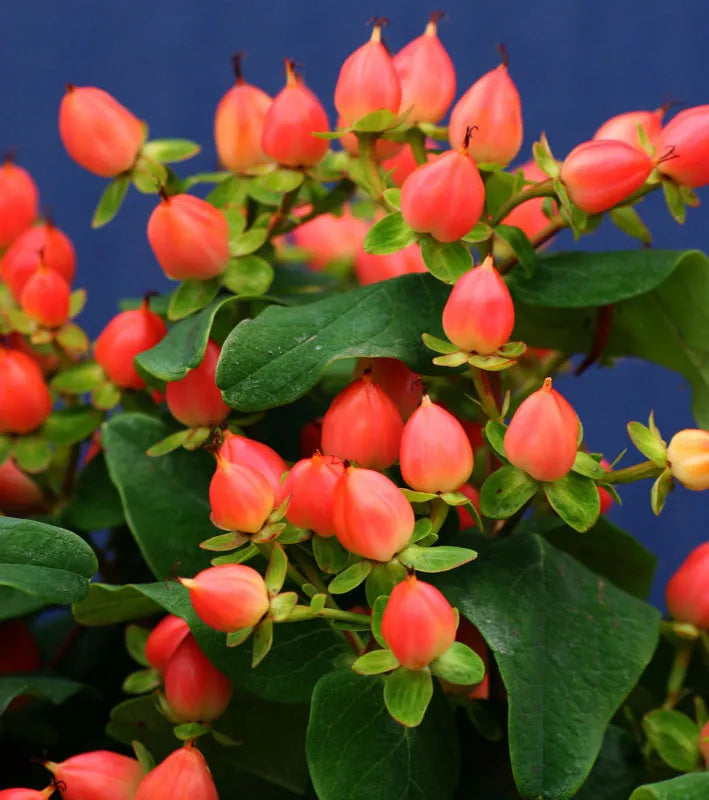 Hypericum 'pumpkin' - View 3 from www redcrocus com