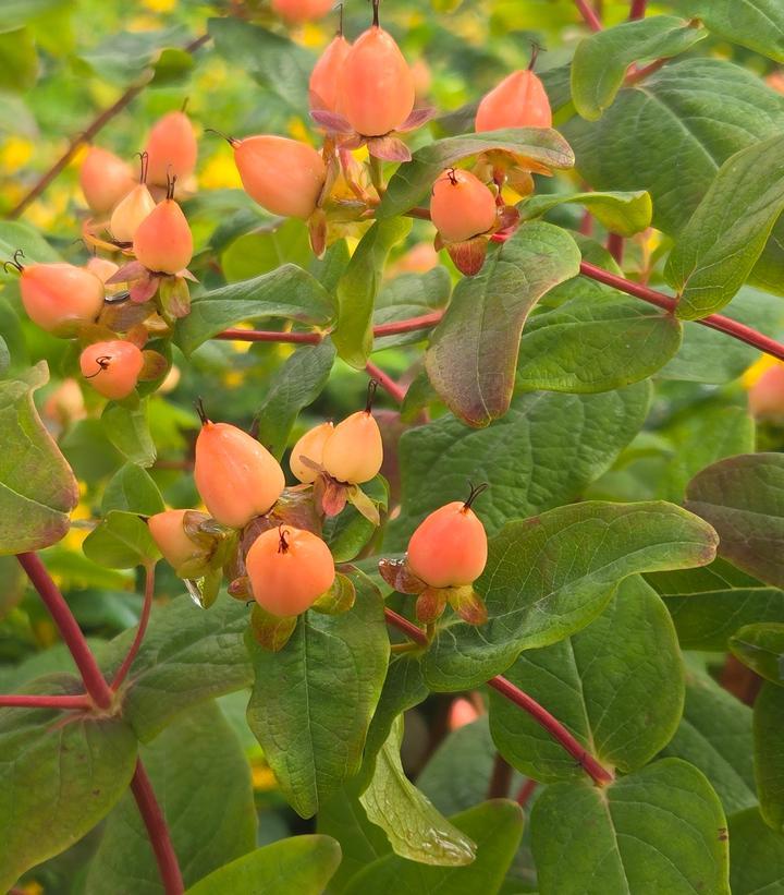 Hypericum 'pumpkin' - View 4 from www redcrocus com