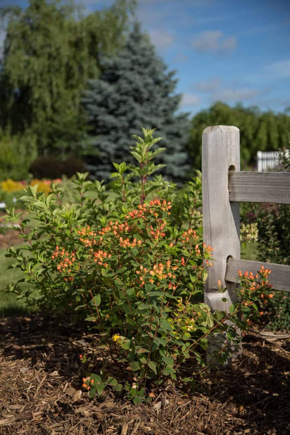 Hypericum 'pumpkin' - View 5 from www redcrocus com