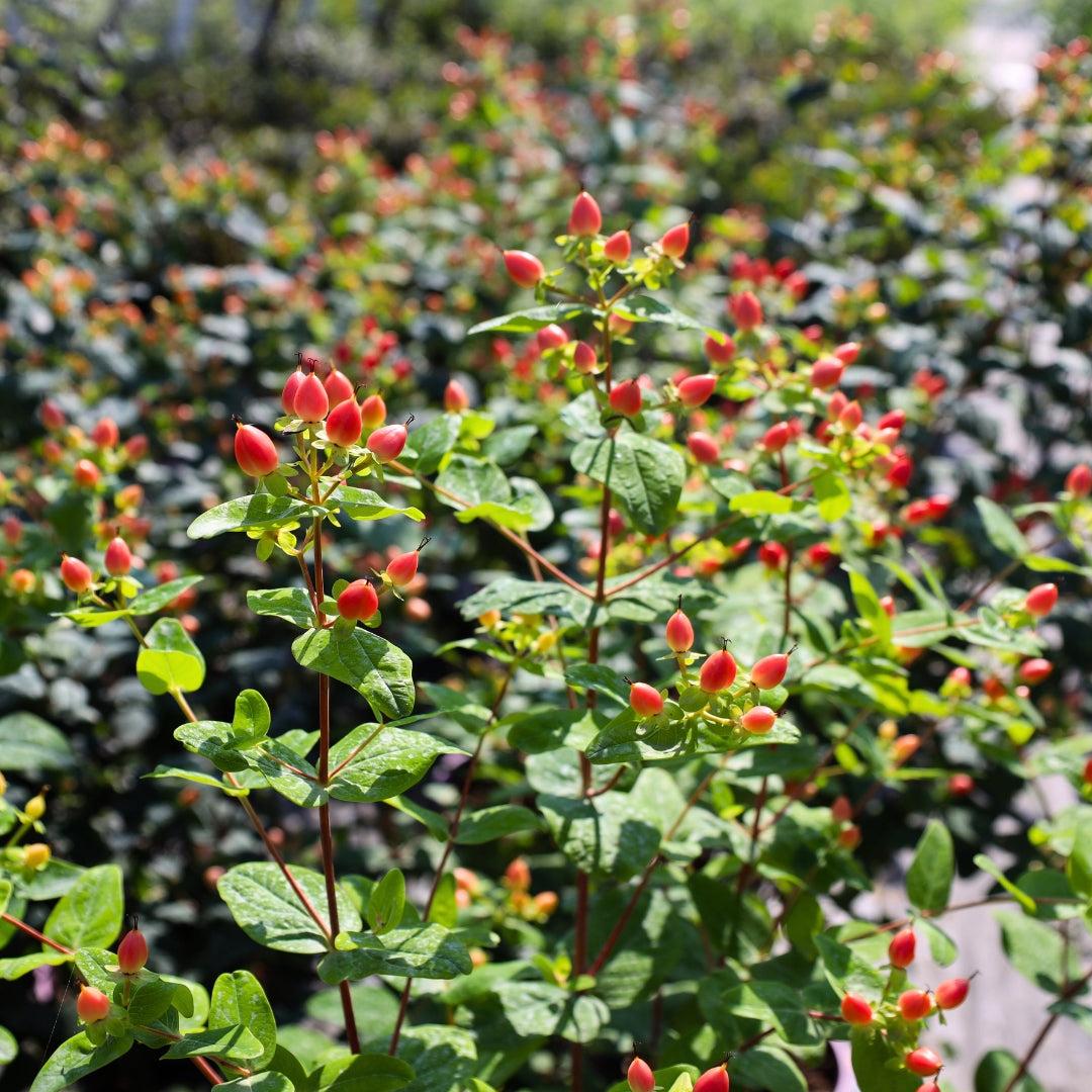 Hypericum 'pumpkin' - View 6 from www redcrocus com