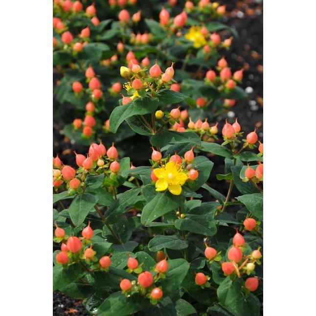 Hypericum 'pumpkin' - View 8 from www redcrocus com