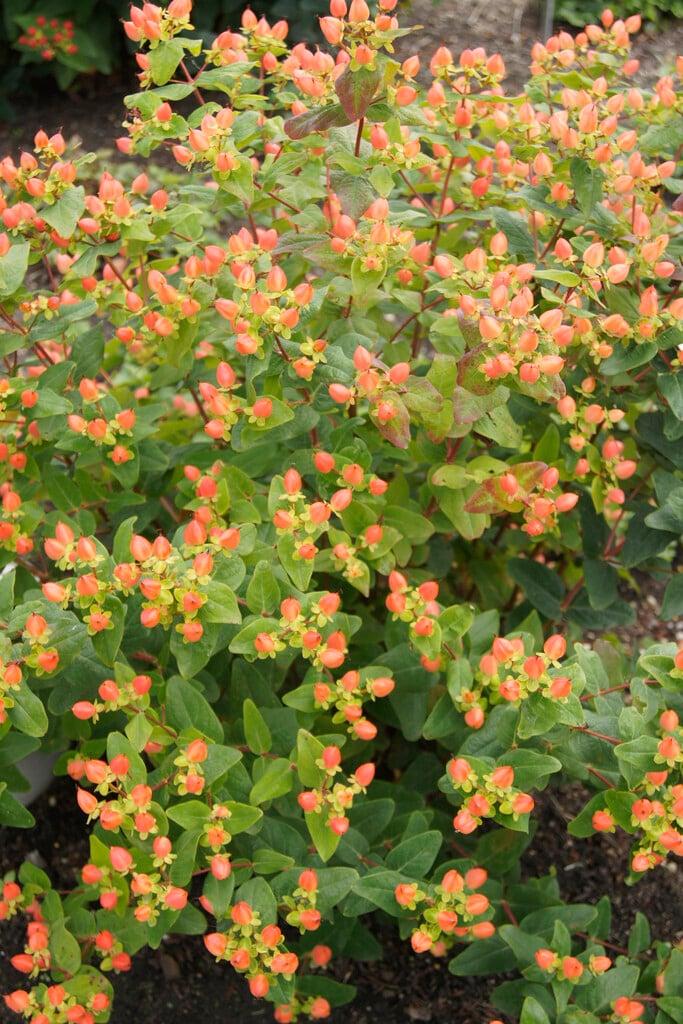Hypericum 'pumpkin' - View 9 from www redcrocus com