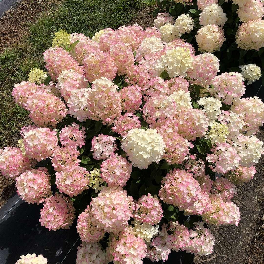 Hydrangea Paniculata 'firelight Tidbit' - View 11 from www redcrocus com