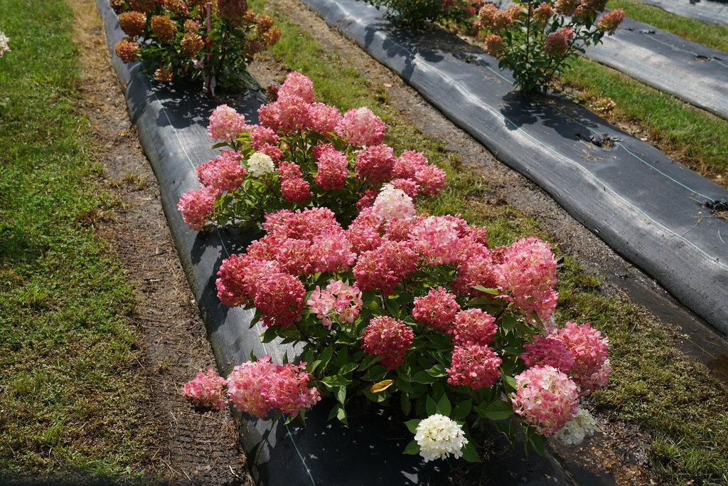 Hydrangea Paniculata 'firelight Tidbit' - View 24 from www redcrocus com