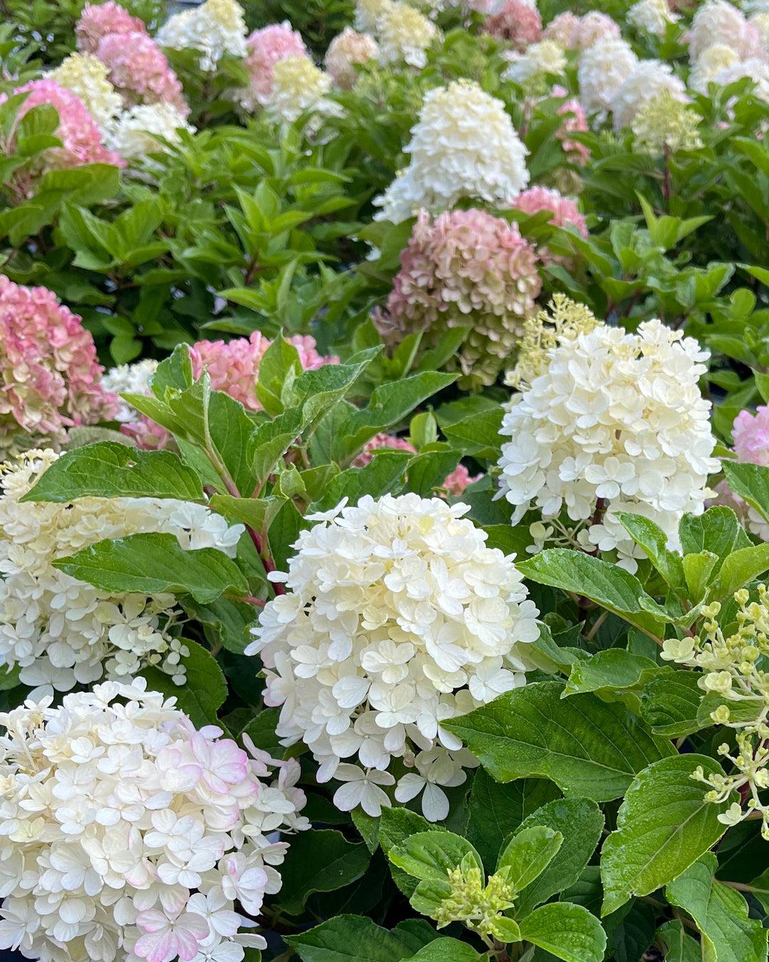 Hydrangea Paniculata 'firelight Tidbit' - View 27 from www redcrocus com