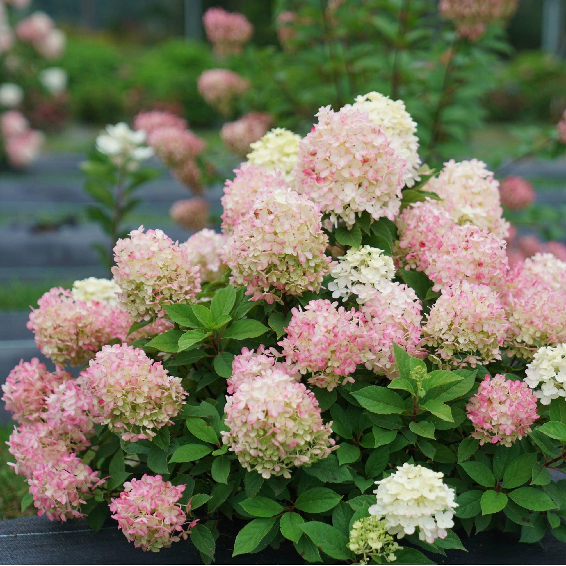 Hydrangea Paniculata 'firelight Tidbit' - View 28 from www redcrocus com
