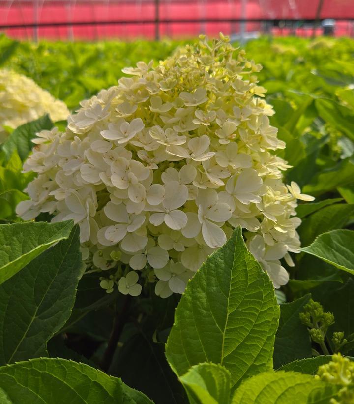 Hydrangea Paniculata 'firelight Tidbit' - View 32 from www redcrocus com