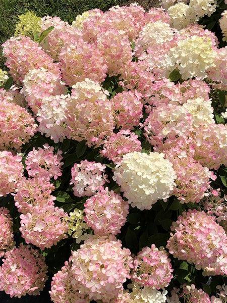 Hydrangea Paniculata 'firelight Tidbit' - View 33 from www redcrocus com