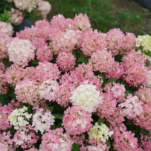 Hydrangea Paniculata 'firelight Tidbit' - View 34 from www redcrocus com