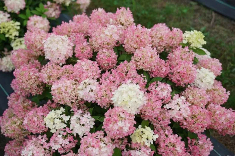 Hydrangea Paniculata 'firelight Tidbit' - View 35 from www redcrocus com