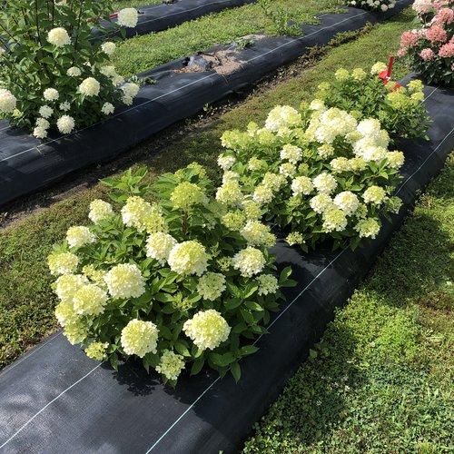 Hydrangea Paniculata 'firelight Tidbit' - View 3 from www redcrocus com