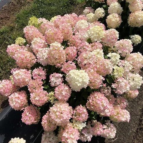 Hydrangea Paniculata 'firelight Tidbit' - View 6 from www redcrocus com