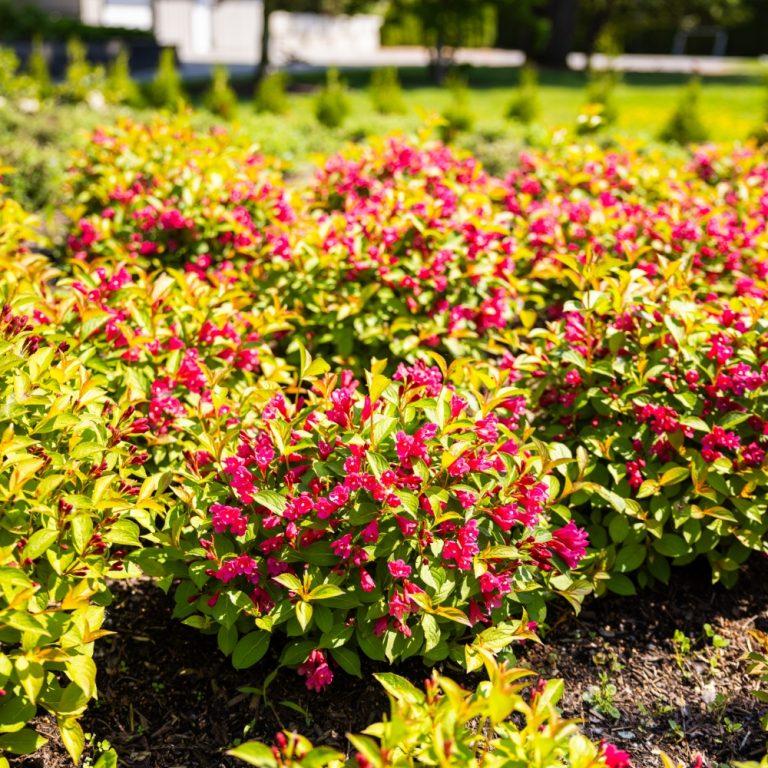 Weigela X 'strobe' - View 11 from www redcrocus com