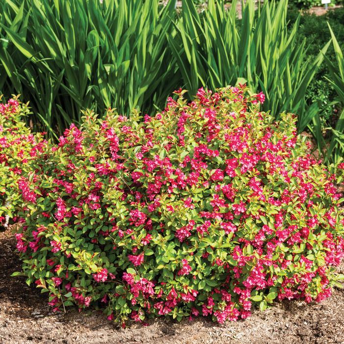 Weigela X 'strobe' - View 12 from www redcrocus com