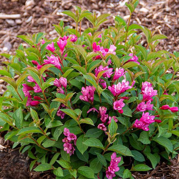 Weigela X 'strobe' - View 13 from www redcrocus com