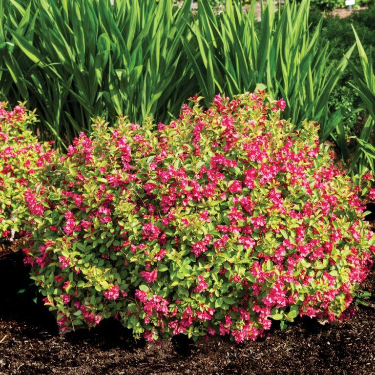 Weigela X 'strobe' - View 14 from www redcrocus com