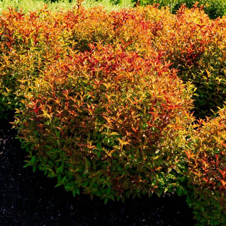 Weigela X 'strobe' - View 15 from www redcrocus com