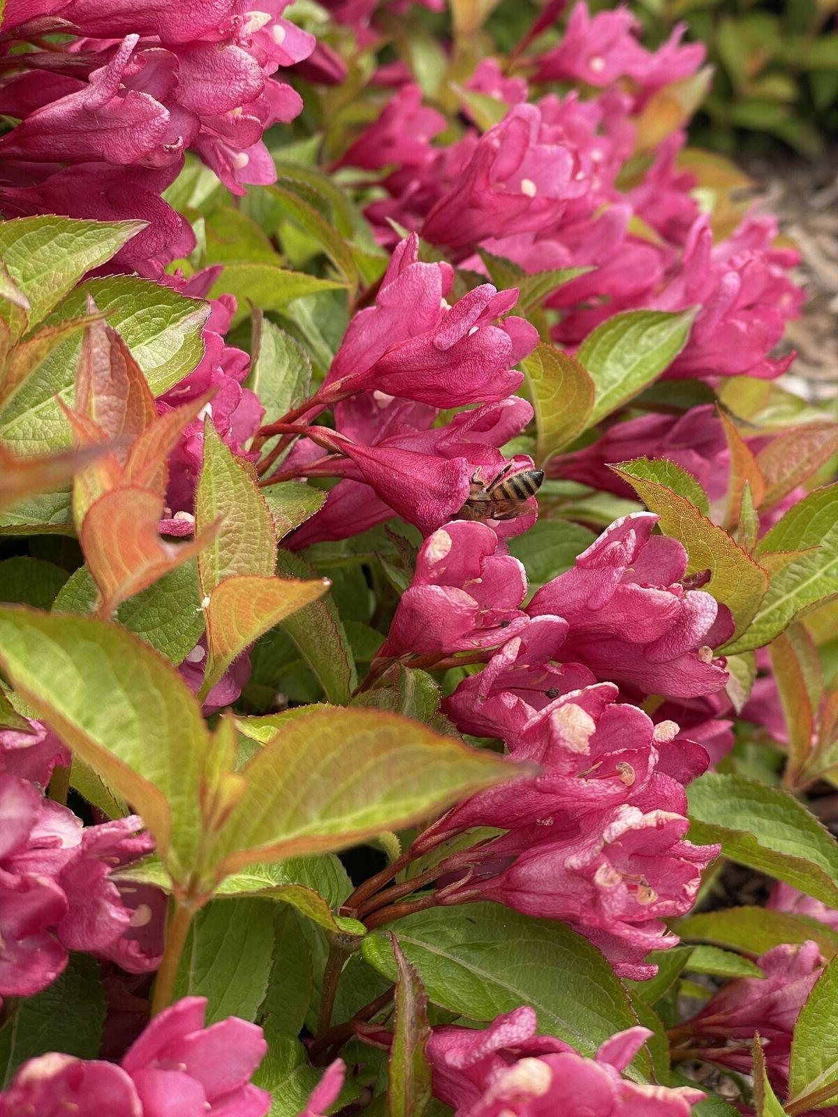 Weigela X 'strobe' - View 16 from www redcrocus com