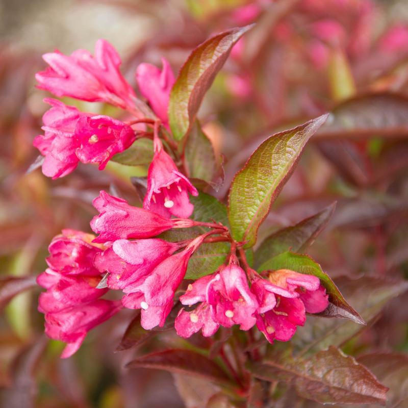 Weigela X 'strobe' - View 18 from www redcrocus com