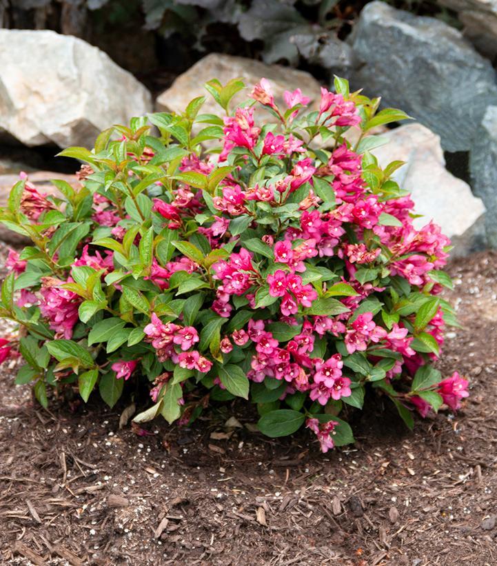 Weigela X 'strobe' - View 1 from www redcrocus com