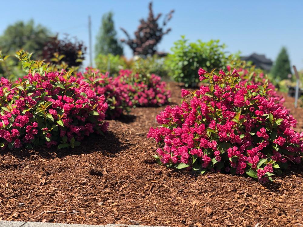 Weigela X 'strobe' - View 21 from www redcrocus com