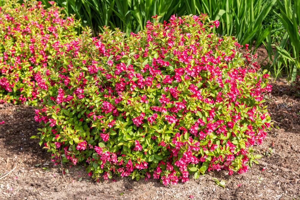 Weigela X 'strobe' - View 22 from www redcrocus com