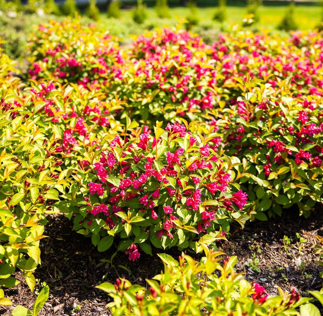 Weigela X 'strobe' - View 23 from www redcrocus com