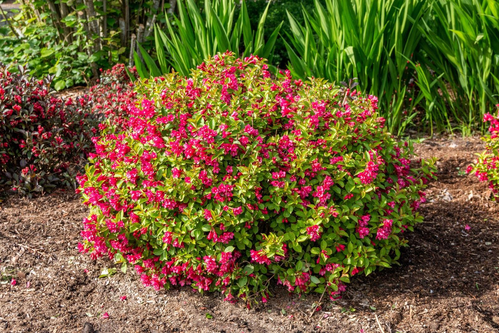 Weigela X 'strobe' - View 25 from www redcrocus com