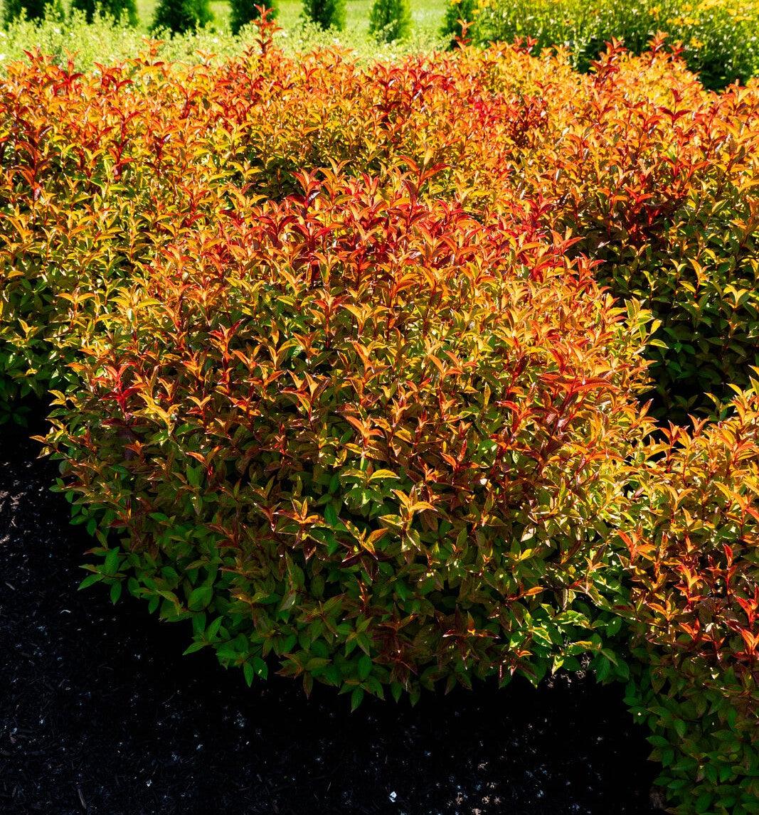 Weigela X 'strobe' - View 26 from www redcrocus com