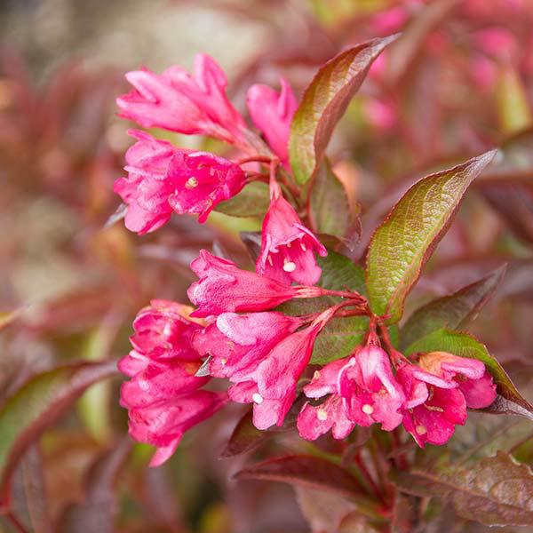 Weigela X 'strobe' - View 29 from www redcrocus com