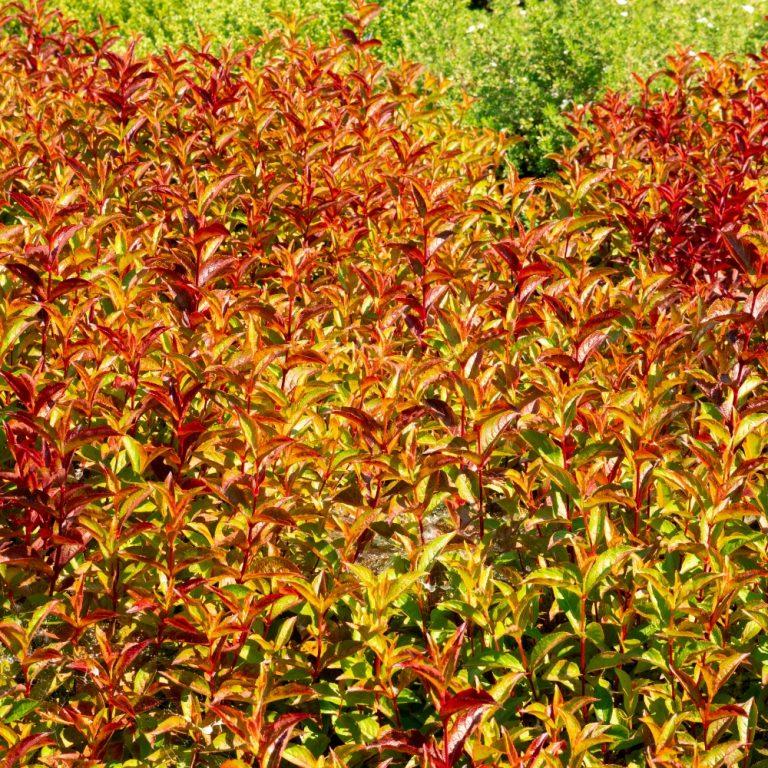 Weigela X 'strobe' - View 2 from www redcrocus com
