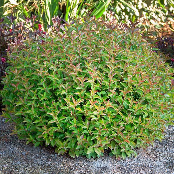 Weigela X 'strobe' - View 30 from www redcrocus com