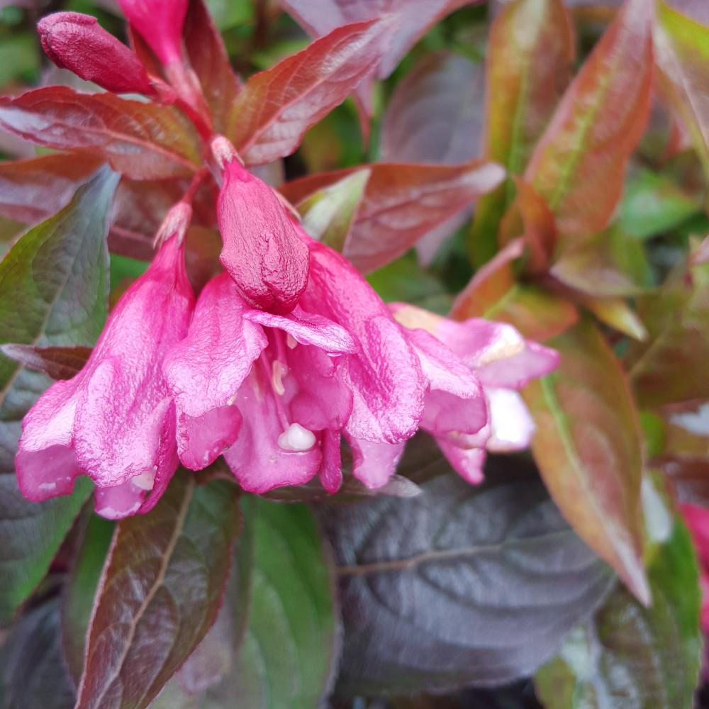 Weigela X 'strobe' - View 31 from www redcrocus com