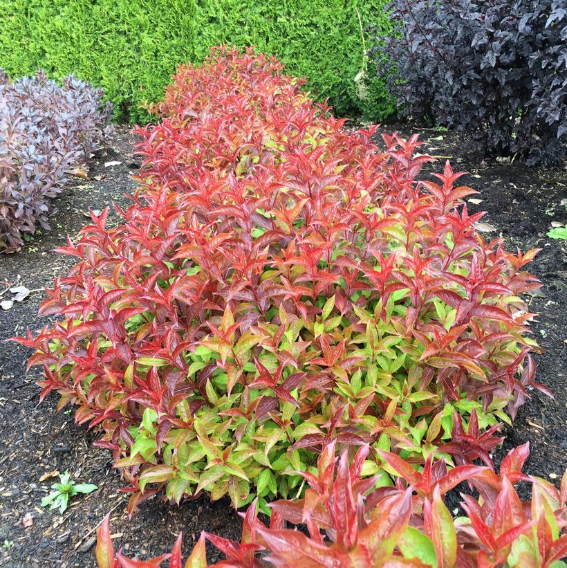 Weigela X 'strobe' - View 3 from www redcrocus com