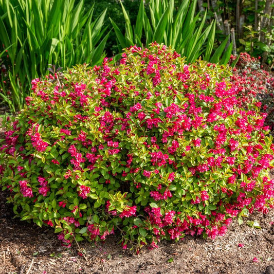 Weigela X 'strobe' - View 4 from www redcrocus com