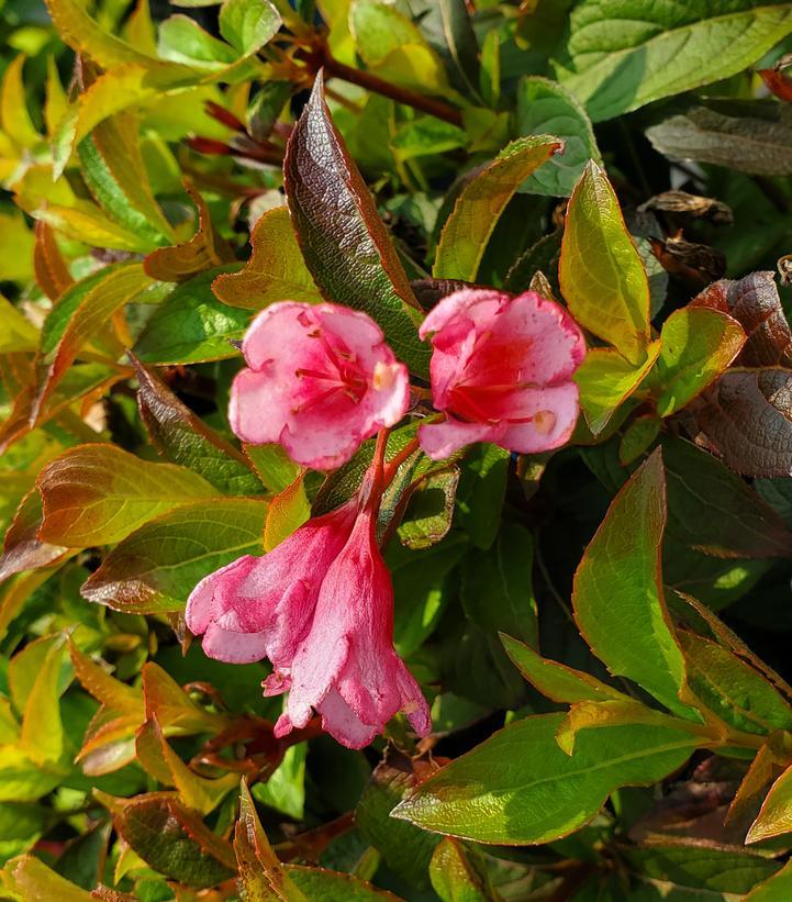 Weigela X 'strobe' - View 5 from www redcrocus com