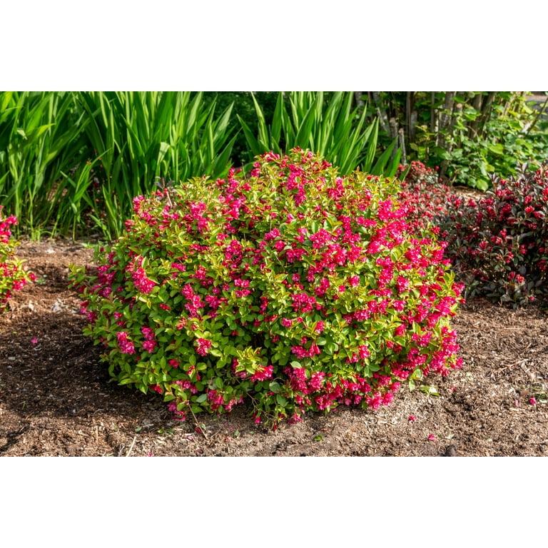Weigela X 'strobe' - View 6 from www redcrocus com