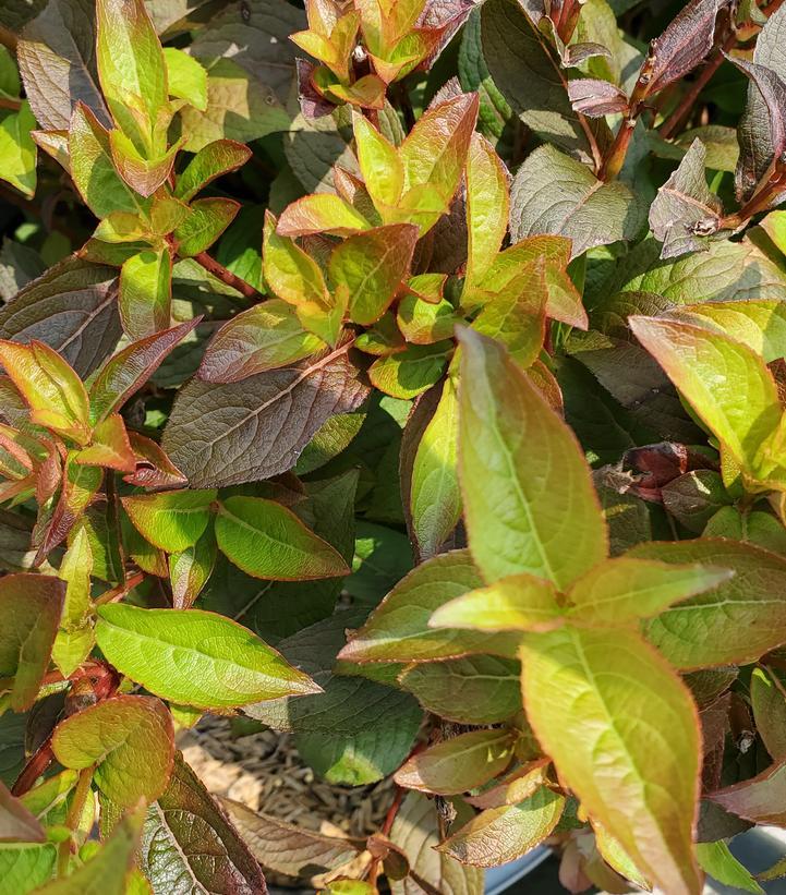 Weigela X 'strobe' - View 8 from www redcrocus com