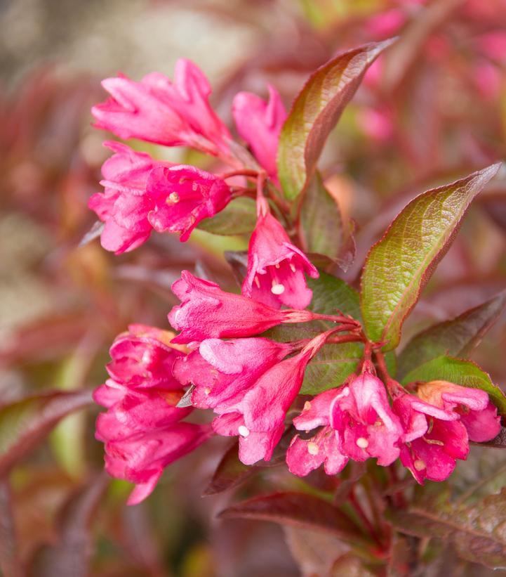 Weigela X 'strobe' - View 9 from www redcrocus com