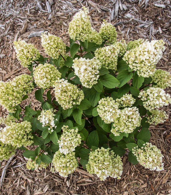 Hydrangea Paniculata 'little Hottie' - View 10 from www redcrocus com