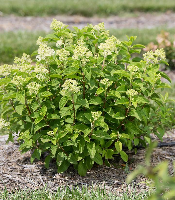 Hydrangea Paniculata 'little Hottie' - View 11 from www redcrocus com