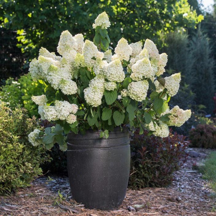 Hydrangea Paniculata 'little Hottie' - View 13 from www redcrocus com
