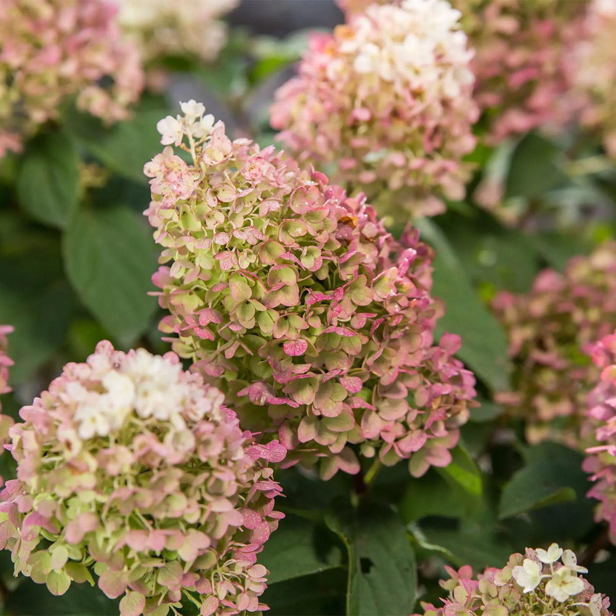 Hydrangea Paniculata 'little Hottie' - View 14 from www redcrocus com