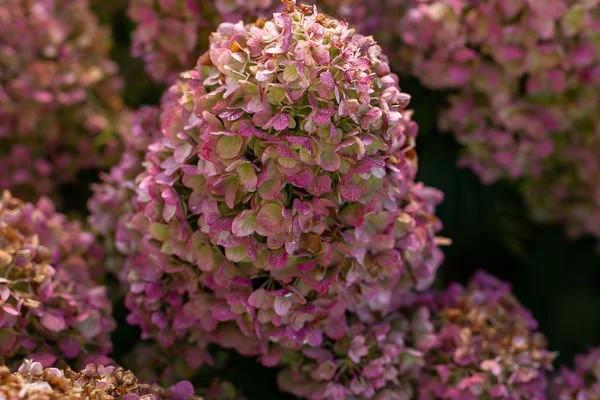 Hydrangea Paniculata 'little Hottie' - View 15 from www redcrocus com