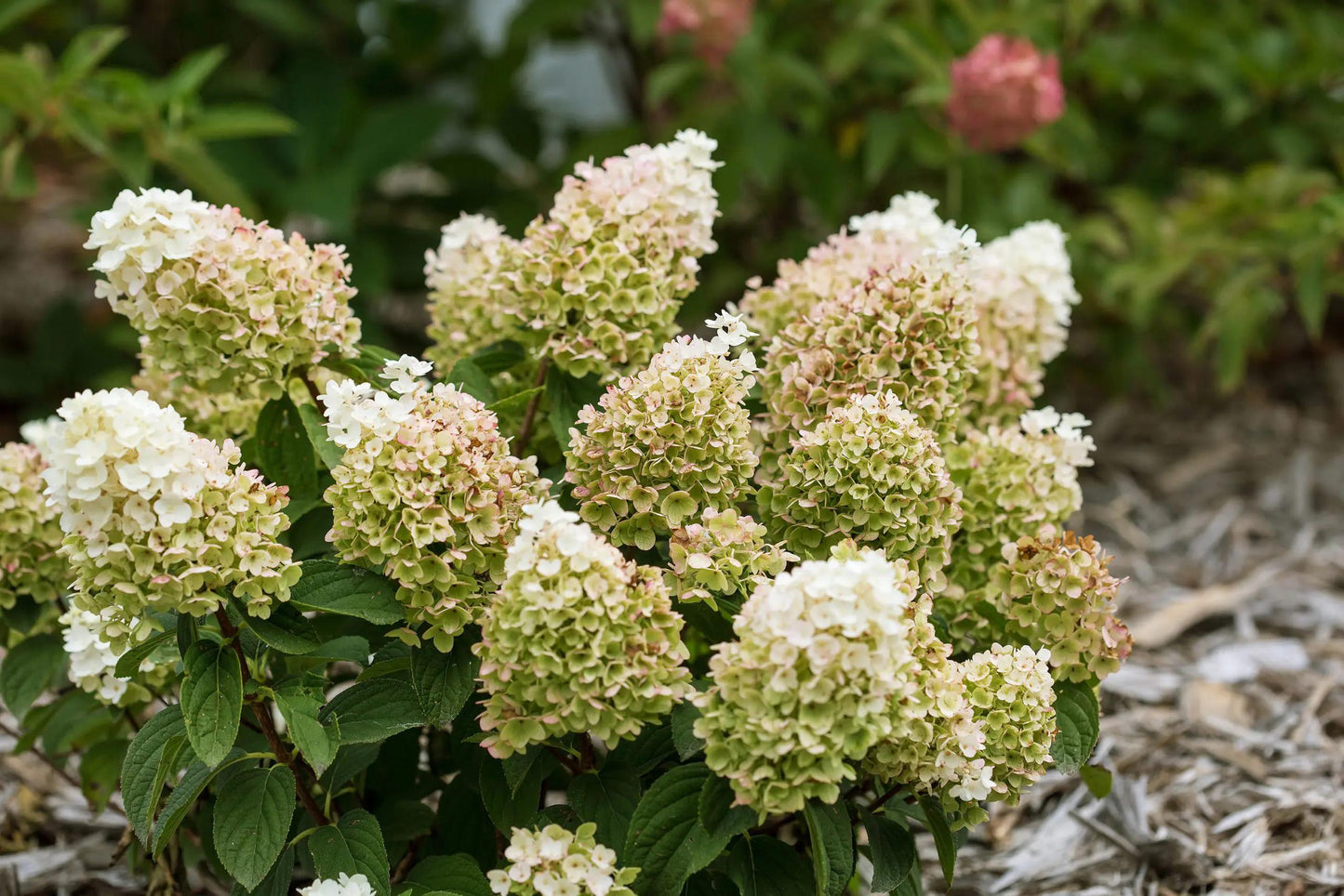 Hydrangea Paniculata 'little Hottie' - View 16 from www redcrocus com