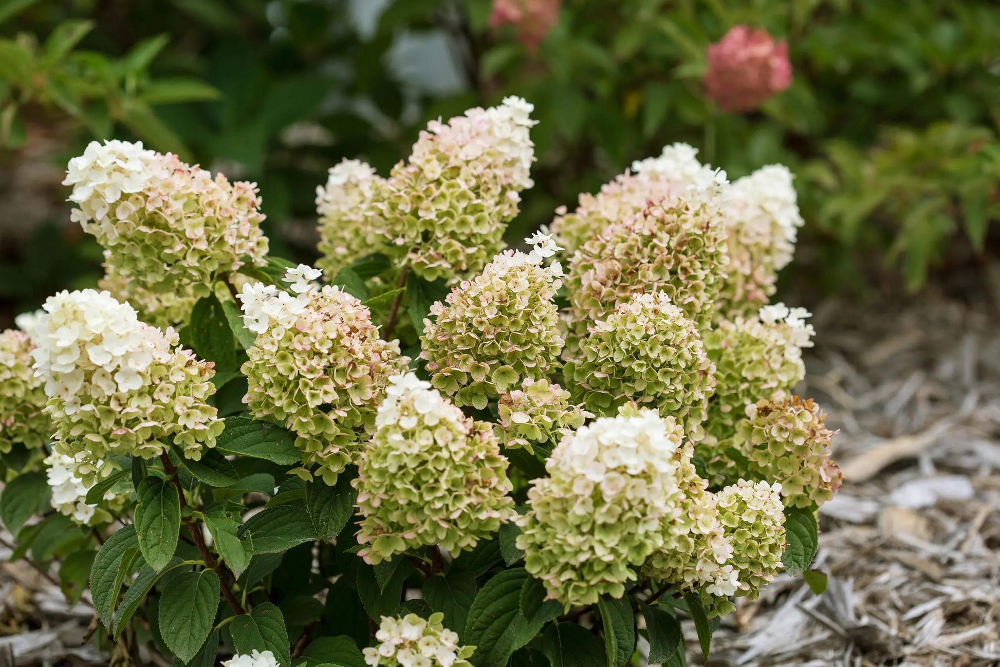 Hydrangea Paniculata 'little Hottie' - View 16 from www redcrocus com
