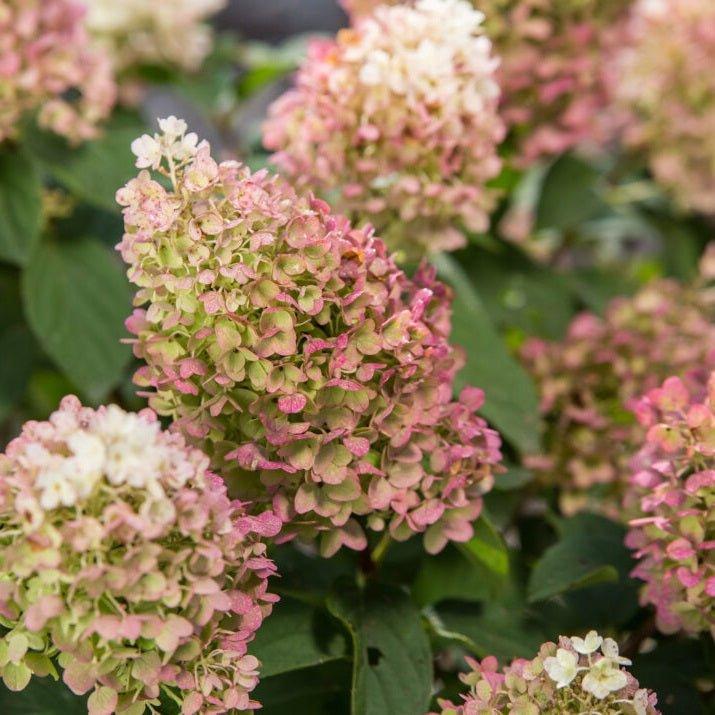 Hydrangea Paniculata 'little Hottie' - View 17 from www redcrocus com