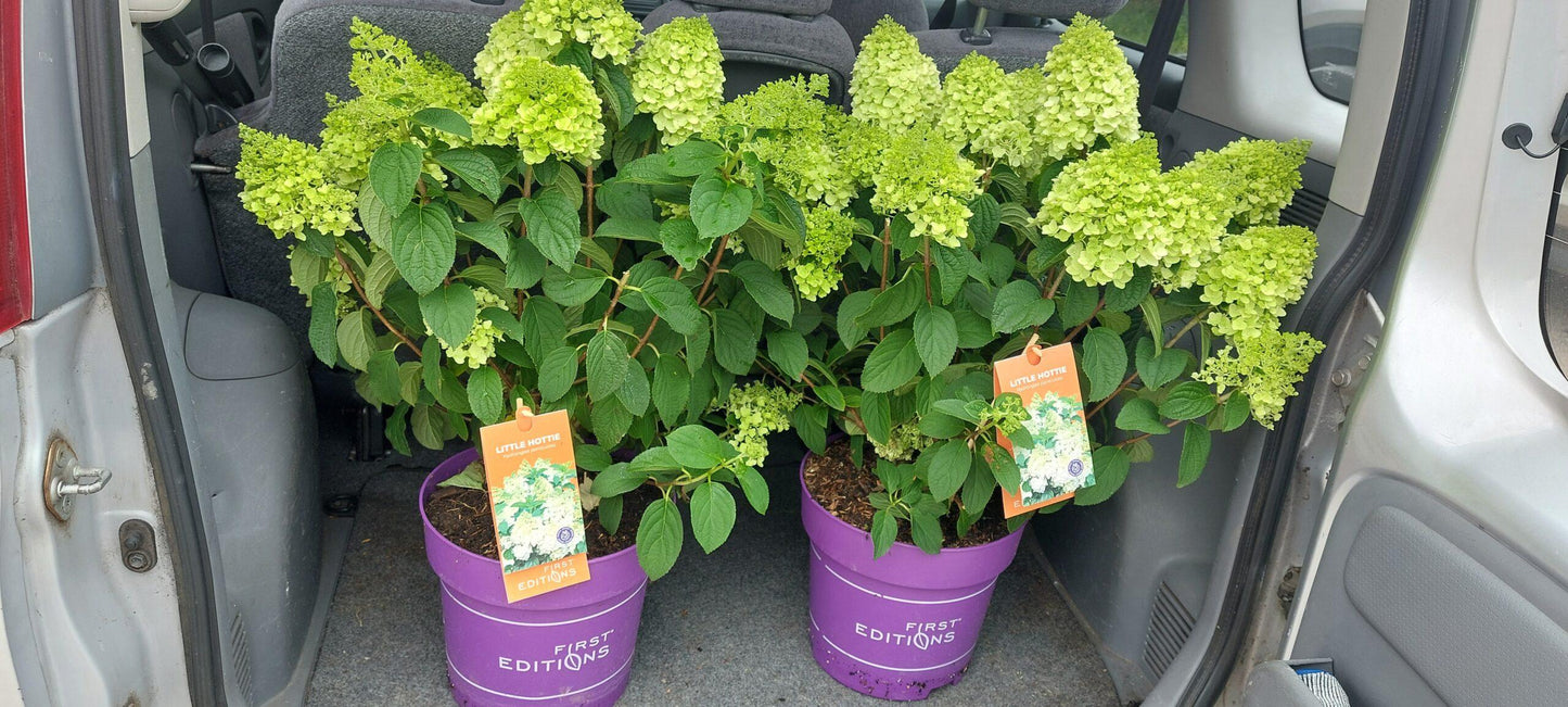 Hydrangea Paniculata 'little Hottie' - View 20 from www redcrocus com