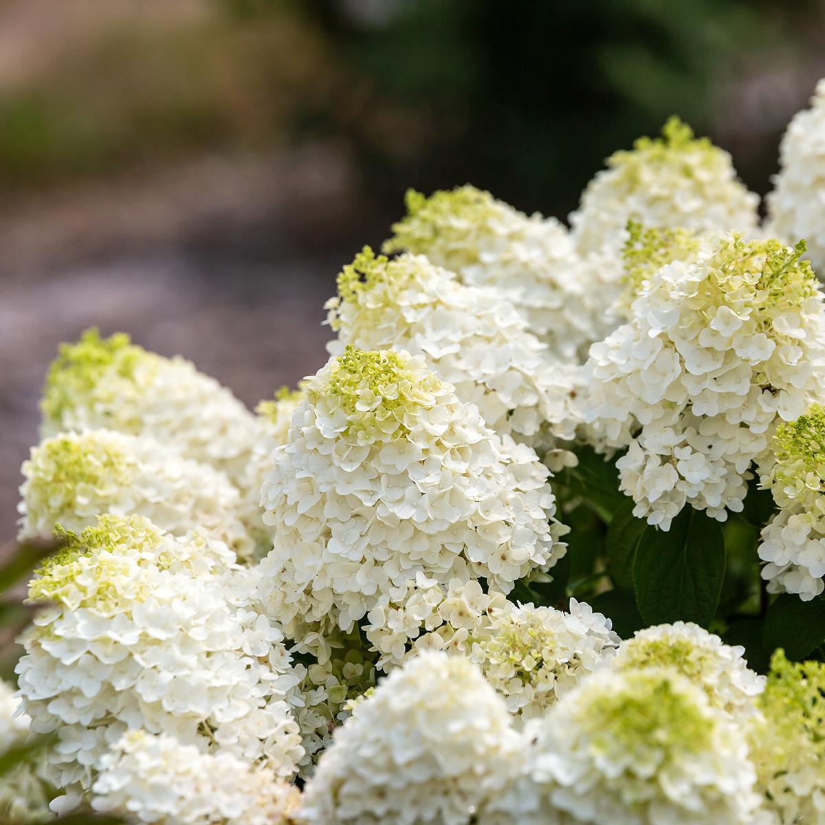 Hydrangea Paniculata 'little Hottie' - View 21 from www redcrocus com