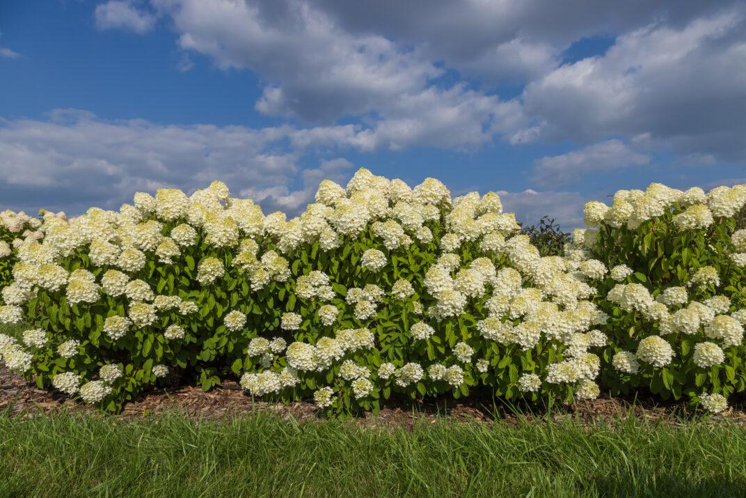 Hydrangea Paniculata 'little Hottie' - View 22 from www redcrocus com
